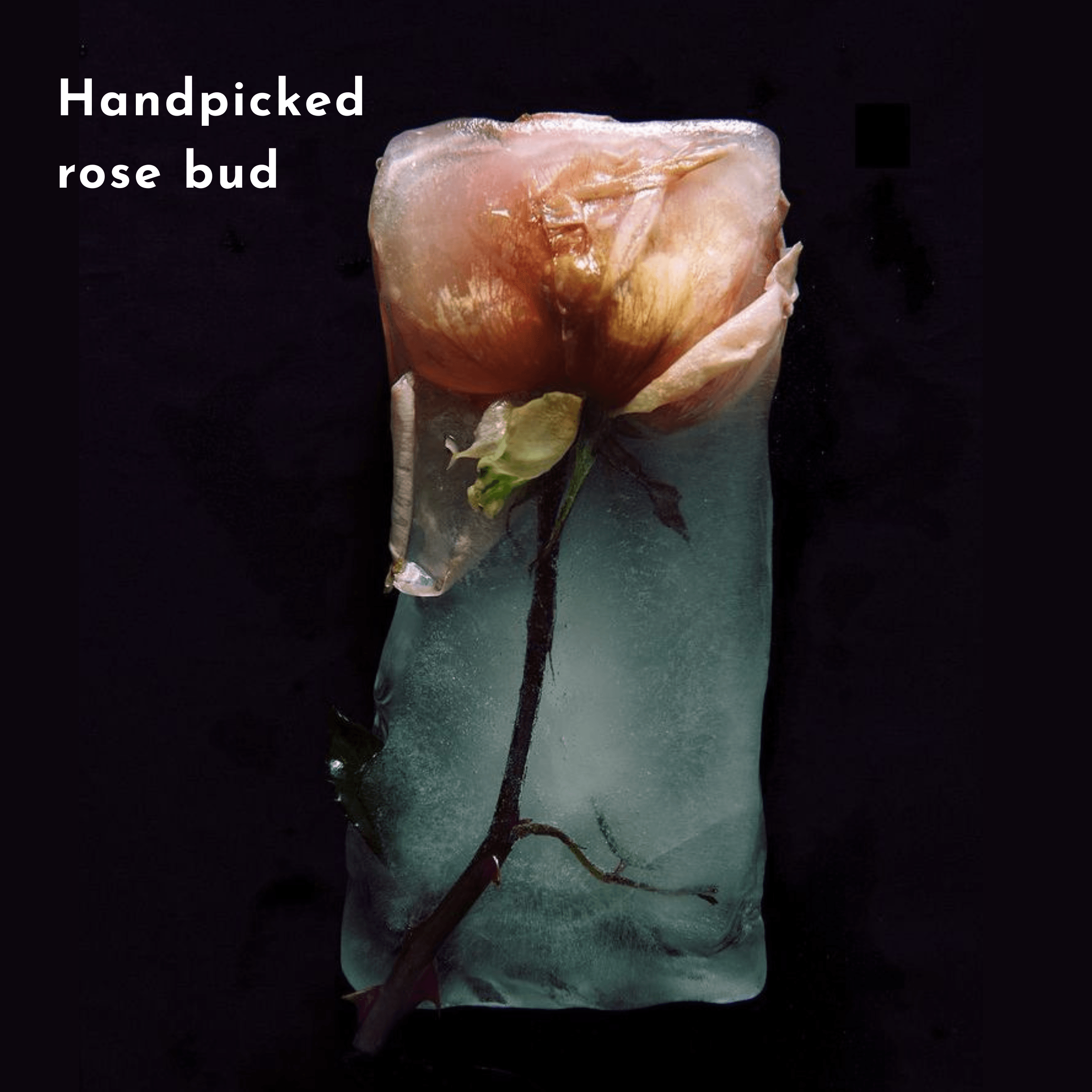 Frozen handpicked rose bud symbolizing the essence of Rosa 60ml perfume, capturing the purity and freshness of rain-drenched petals.