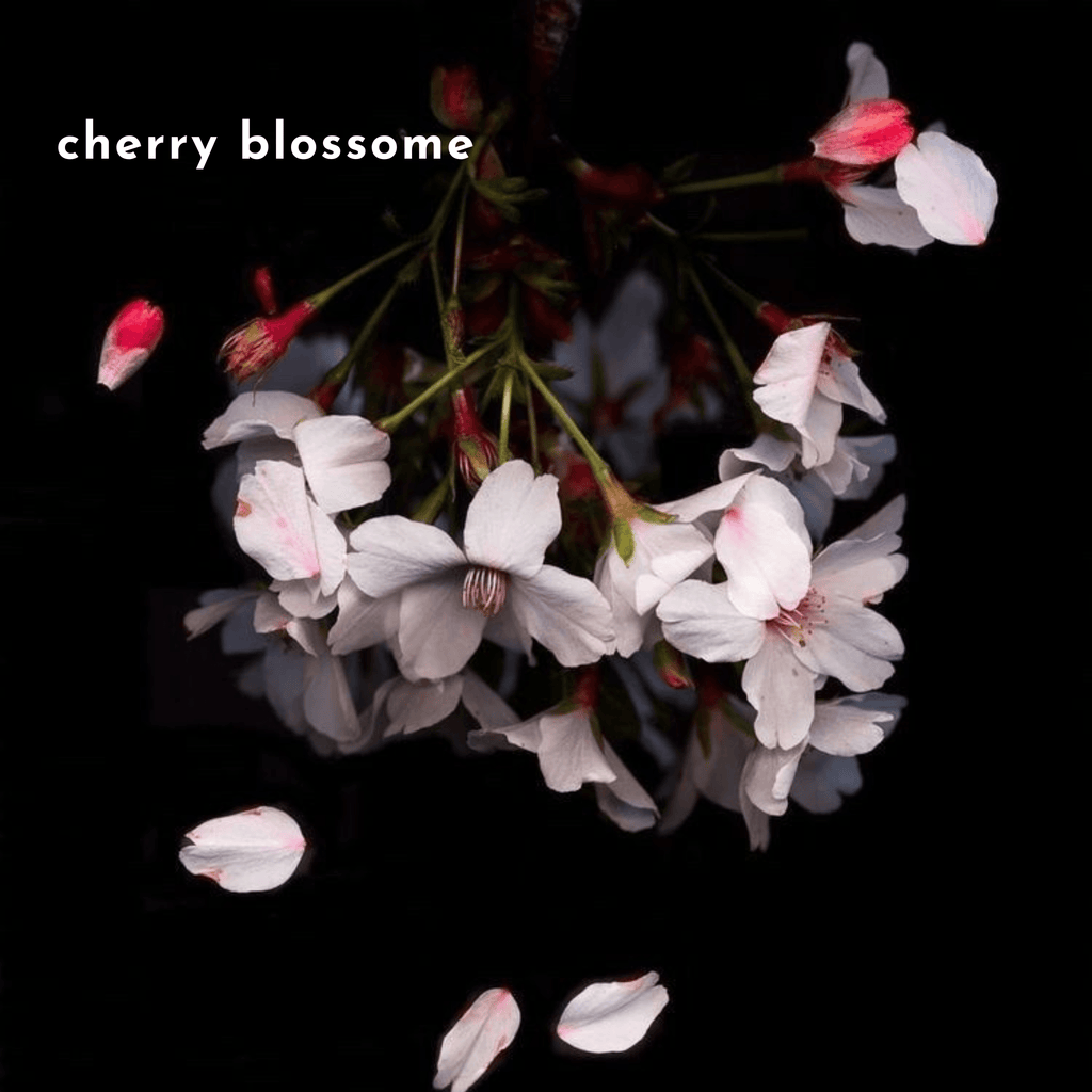 Cherry blossom flowers on a black background, representing the floral top notes in sakura 60ml eau de parfum’s fragrance composition.