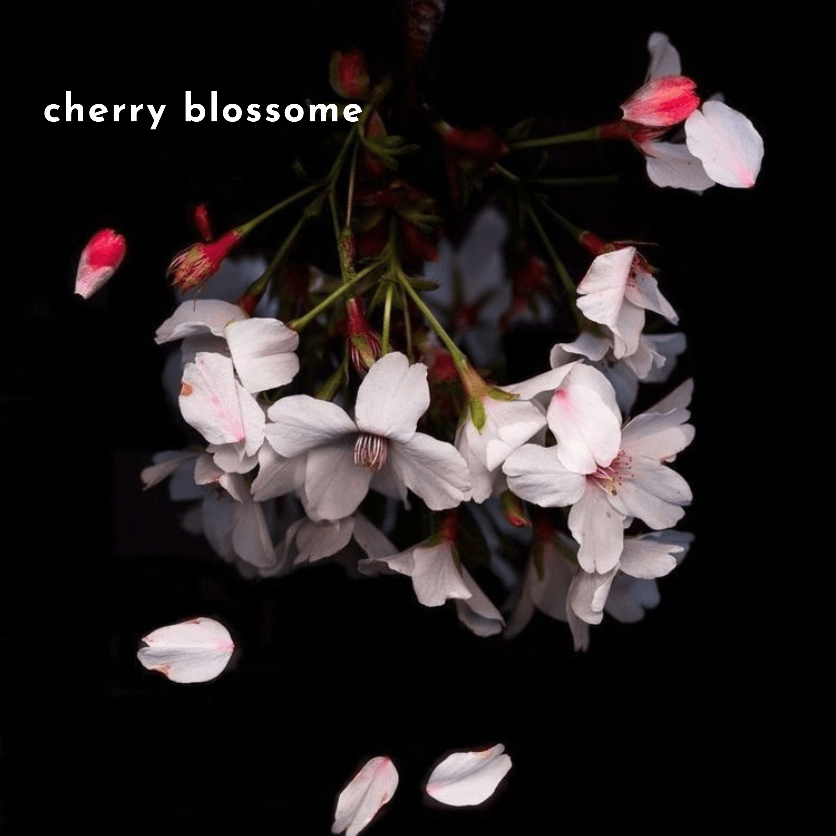 Cherry blossom flowers on a black background, representing the floral top notes in sakura 60ml eau de parfum’s fragrance composition.